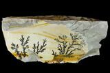 Dendrites On Limestone - Utah #133268-1